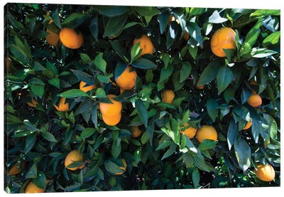 Oranges Growing On A Tree, California, USA Canvas Art Print - Orange Art