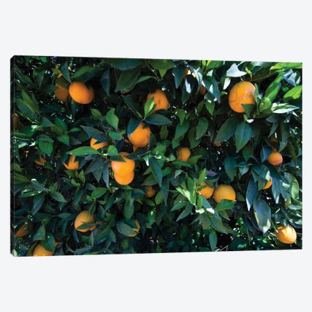 Oranges Growing On A Tree, California, USA Canvas Print #PIM14756} by Panoramic Images Canvas Art
