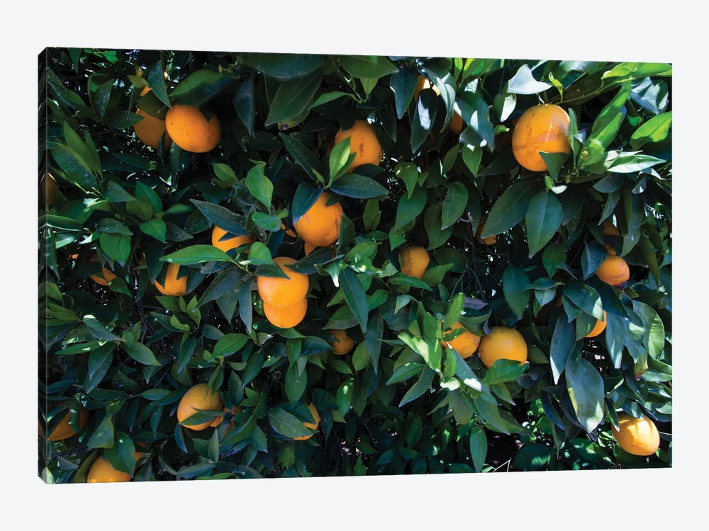 Oranges Growing On A Tree, California, USA by Panoramic Images 1-piece Canvas Artwork