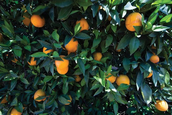 Oranges Growing On A Tree, California, USA
