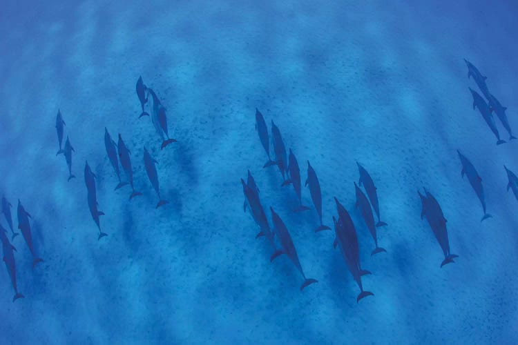 Overhead View Of Pod Of Dolphins Swimming In Pacific Ocean, Hawaii, USA I