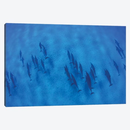 Overhead View Of Pod Of Dolphins Swimming In Pacific Ocean, Hawaii, USA I Canvas Print #PIM14759} by Panoramic Images Canvas Print