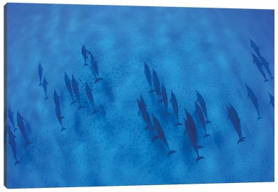 Overhead View Of Pod Of Dolphins Swimming In Pacific Ocean, Hawaii, USA I Canvas Art Print