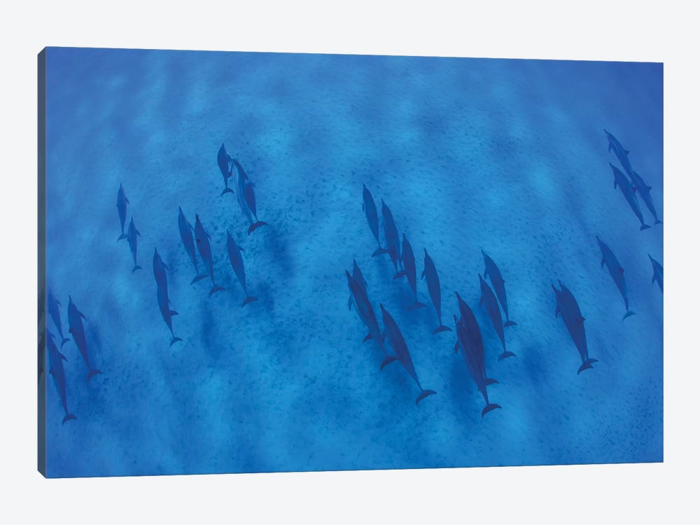 Overhead View Of Pod Of Dolphins Swimming In Pacific Ocean, Hawaii, USA I by Panoramic Images 1-piece Canvas Art Print
