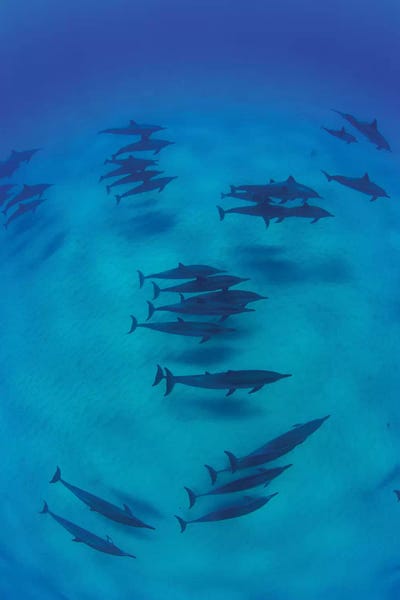 Overhead View Of Pod Of Dolphins Swimming In Pacific Ocean, Hawaii, USA II by Panoramic Images canvas print