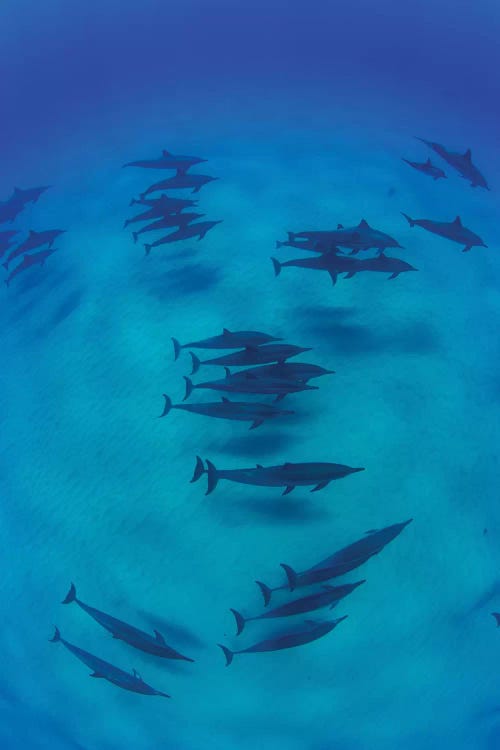 Overhead View Of Pod Of Dolphins Swimming In Pacific Ocean, Hawaii, USA II