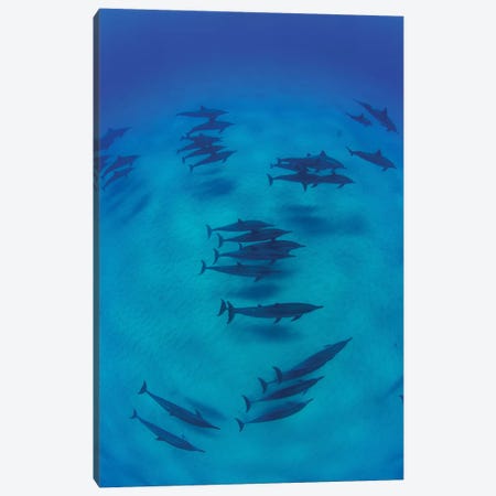 Overhead View Of Pod Of Dolphins Swimming In Pacific Ocean, Hawaii, USA II Canvas Print #PIM14760} by Panoramic Images Canvas Wall Art