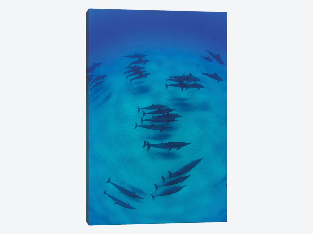 Overhead View Of Pod Of Dolphins Swimming In Pacific Ocean, Hawaii, USA II by Panoramic Images 1-piece Canvas Print