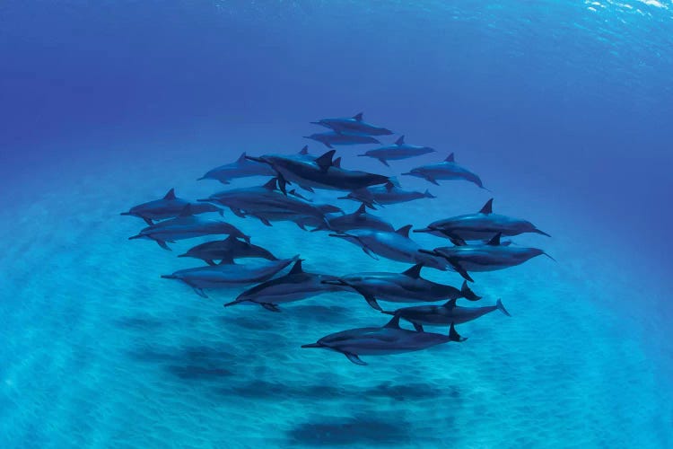 Overhead View Of Pod Of Dolphins Swimming In Pacific Ocean, Hawaii, USA III