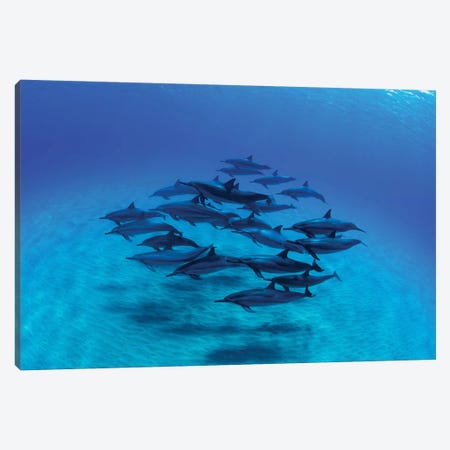 Overhead View Of Pod Of Dolphins Swimming In Pacific Ocean, Hawaii, USA III Canvas Print #PIM14761} by Panoramic Images Canvas Art