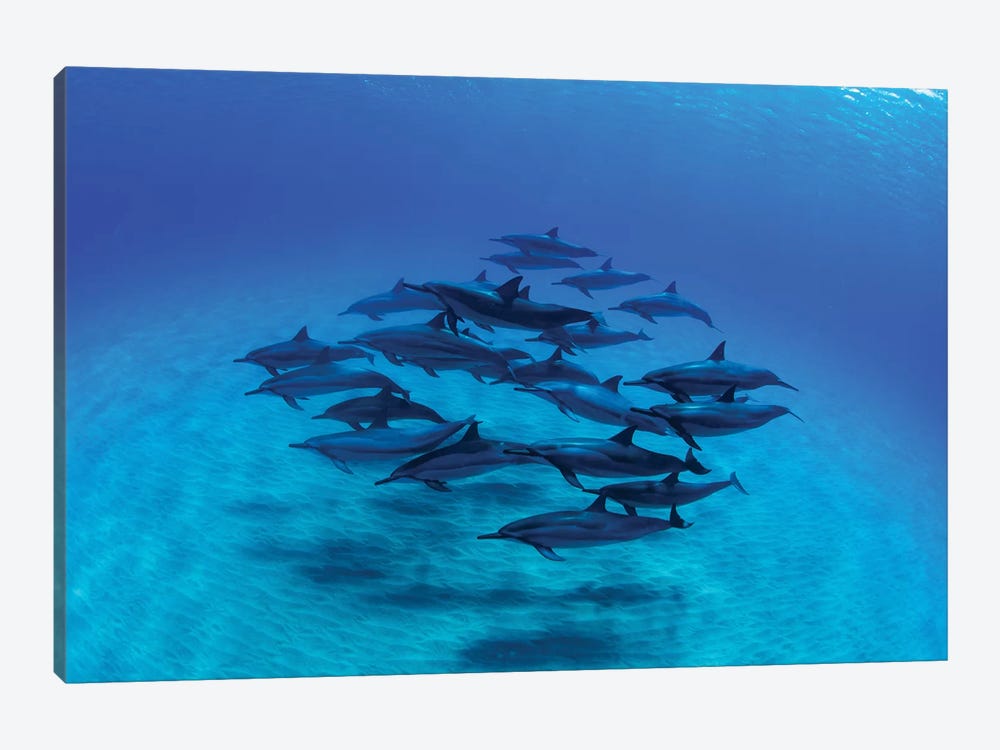 Overhead View Of Pod Of Dolphins Swimming In Pacific Ocean, Hawaii, USA III by Panoramic Images 1-piece Canvas Artwork