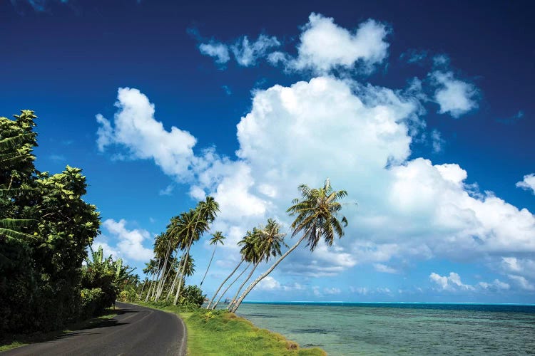 Palm Tree Along A Road At The Oceanside, Bora Bora, Society Islands, French Polynesia