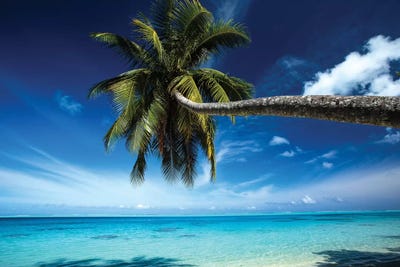 Palm Tree Bending Over The Beach, Bora Bora, Society Islan - Art Print
