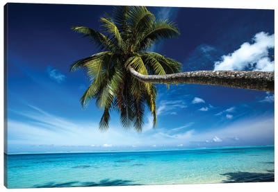 Palm Tree Bending Over The Beach, Bora Bora, Society Islands, French Polynesia Canvas Art Print - Tropical Beach Art