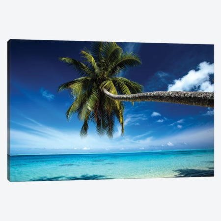 Palm Tree Bending Over The Beach, Bora Bora, Society Islands, French Polynesia Canvas Print #PIM14763} by Panoramic Images Canvas Artwork