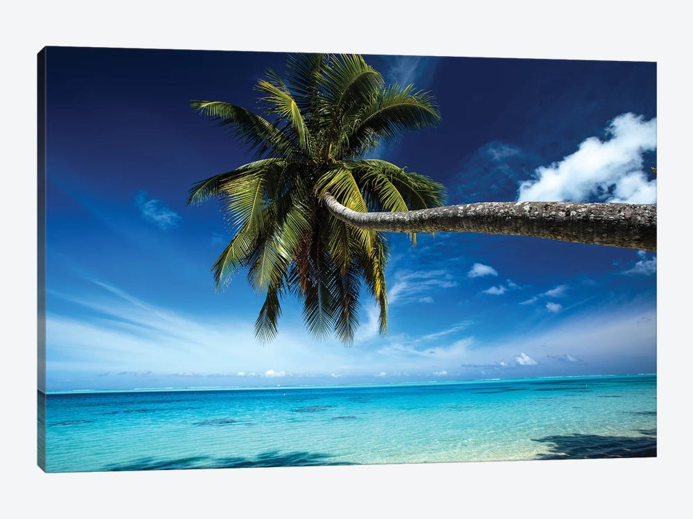 Palm Tree Bending Over The Beach, Bora Bora, Society Islands, French Polynesia by Panoramic Images 1-piece Canvas Wall Art
