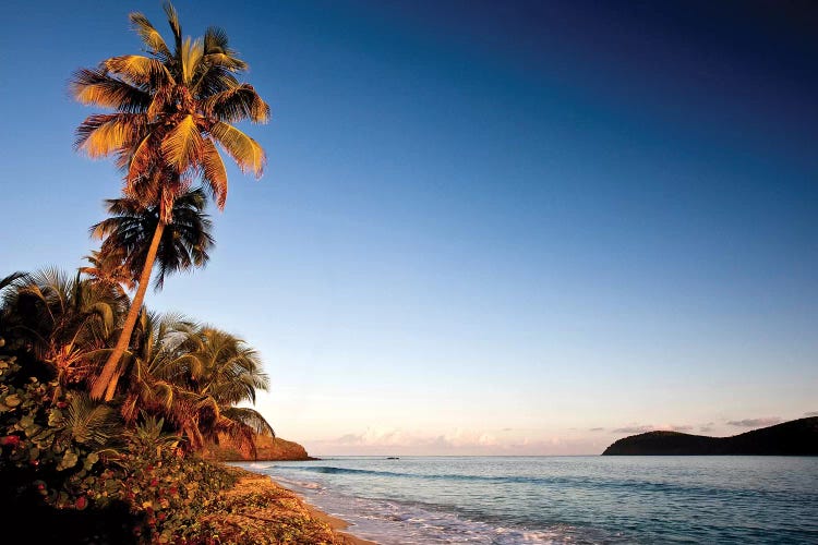 Palm Tree On Beach At Sunset, Culebra Island, Puerto Rico