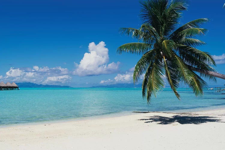 Palm Tree On The Beach, Moana Beach, Bora Bora, Tahiti, French Polynesia