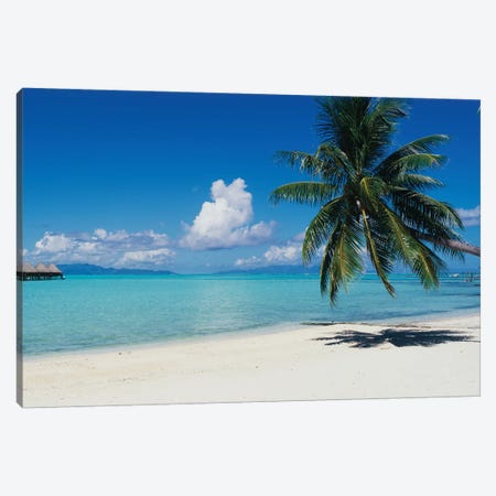 Palm Tree On The Beach, Moana Beach, Bora Bora, Tahiti, French Polynesia Canvas Print #PIM14765} by Panoramic Images Canvas Art Print
