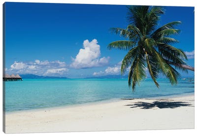 Palm Tree On The Beach, Moana Beach, Bora Bora, Tahiti, French Polynesia Canvas Art Print - Places