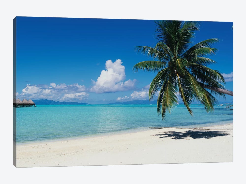 Palm Tree On The Beach, Moana Beach, Bora Bora, Tahiti, French Polynesia by Panoramic Images 1-piece Canvas Art
