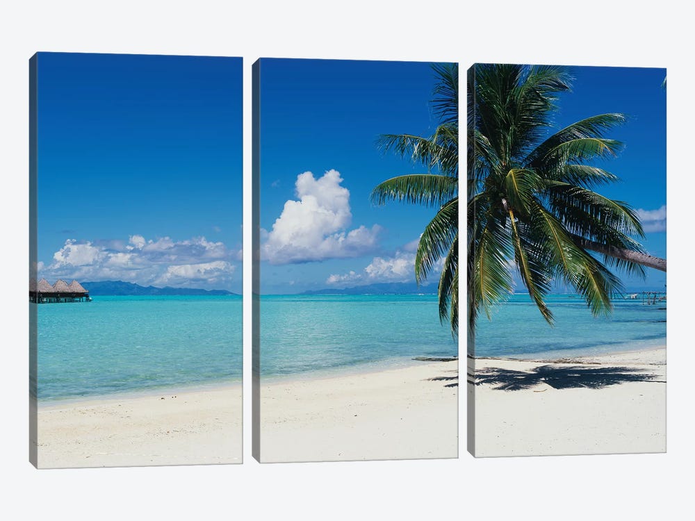 Palm Tree On The Beach, Moana Beach, Bora Bora, Tahiti, French Polynesia by Panoramic Images 3-piece Canvas Artwork