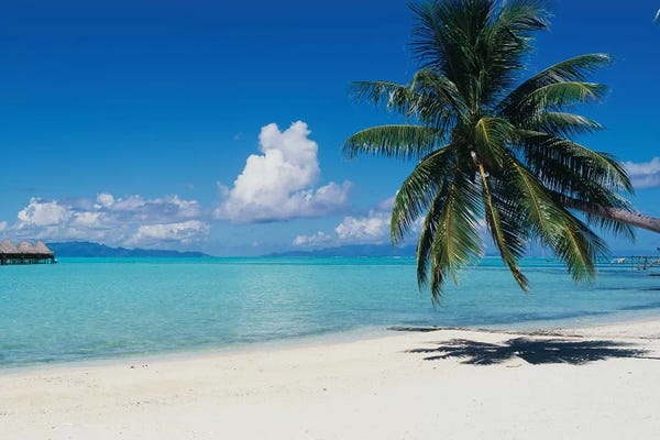 Palm Tree On The Beach Moana Bora Tahiti French Polynesia Ver. II