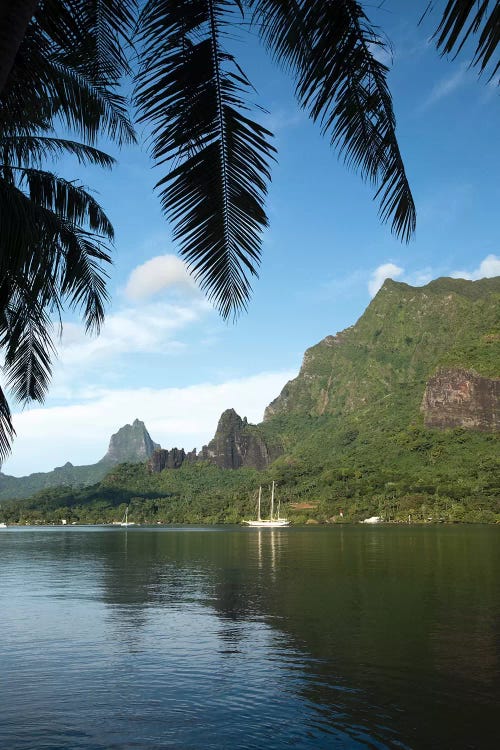 Palm Tree With Boat In The Background, Moorea, Tahiti, French Polynesia I