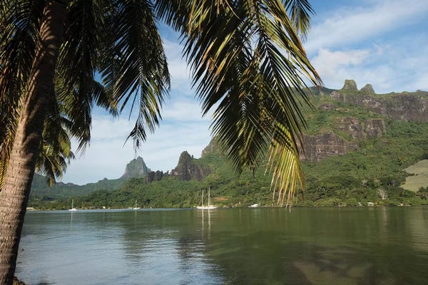 Tree Close-Ups: Palm Tree With Boat In The Background, Moorea, Tahiti, French Polynesia II by Panoramic Images