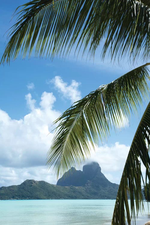 Palm Tree With Island In The Background, Bora Bora, Society Islands, French Polynesia