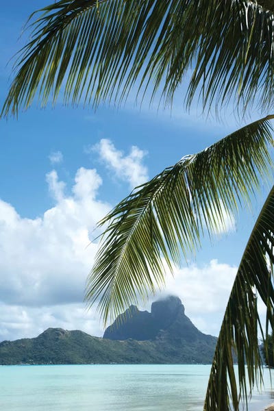 French Polynesia: Palm Tree With Island In The Background, Bora Bora, Society Islands, French Polynesia by Panoramic Images