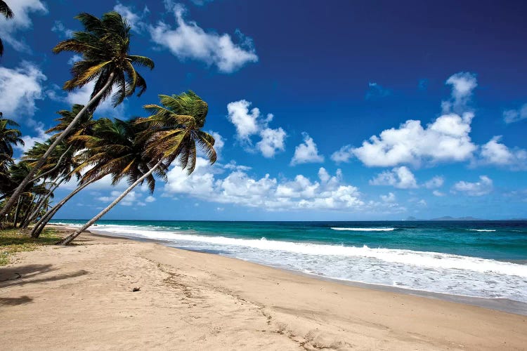 Palm Trees Along The Beach, Grenada, Caribbean