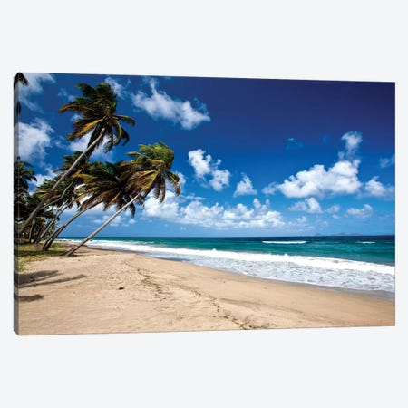 Palm Trees Along The Beach, Grenada, Caribbean Canvas Print #PIM14769} by Panoramic Images Canvas Art
