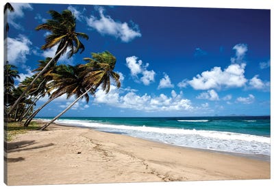 Palm Trees Along The Beach, Grenada, Caribbean Canvas Art Print - Island Art