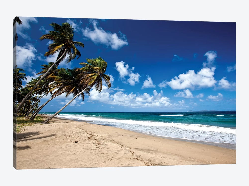 Palm Trees Along The Beach, Grenada, Caribbean by Panoramic Images 1-piece Canvas Art