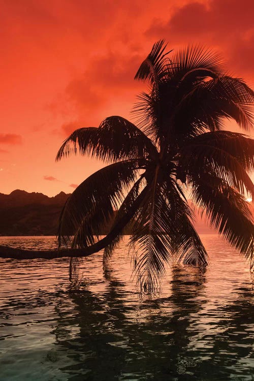 Palm Trees At Sunset, Moorea, Tahiti, French Polynesia I