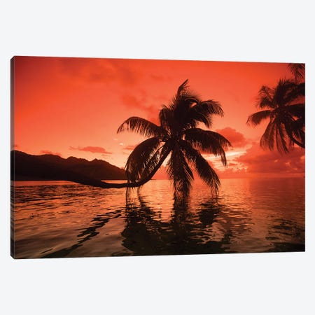 Palm Trees At Sunset, Moorea, Tahiti, French Polynesia II Canvas Print #PIM14772} by Panoramic Images Canvas Art Print