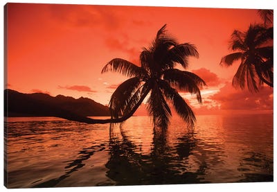 Palm Trees At Sunset, Moorea, Tahiti, French Polynesia II Canvas Art Print - Mo'orea