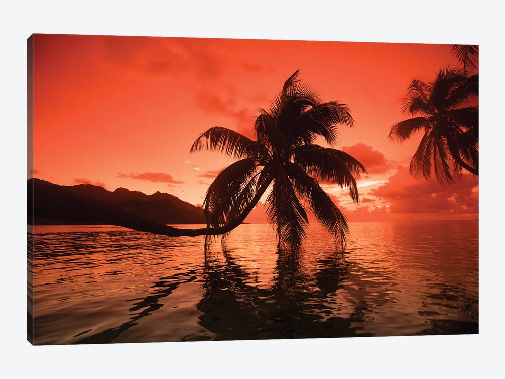 Palm Trees At Sunset, Moorea, Tahiti, French Polynesia II by Panoramic Images 1-piece Canvas Artwork