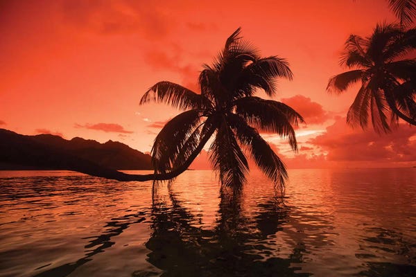 Tropical Beaches: Palm Trees At Sunset, Moorea, Tahiti, French Polynesia II by Panoramic Images