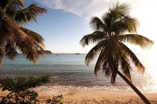 Puerto Rico: Palm Trees On Beach At Sunset, Culebra Island, Puerto Rico by Panoramic Images