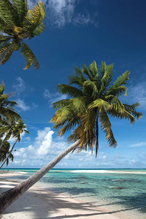 Palm Trees On The Beach, Bora Bora, Society Islands, French Polynesia I