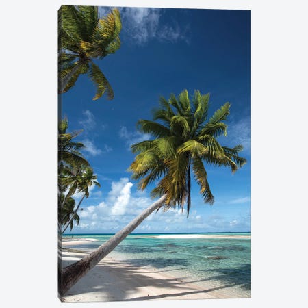 Palm Trees On The Beach, Bora Bora, Society Islands, French Polynesia I Canvas Print #PIM14774} by Panoramic Images Canvas Wall Art