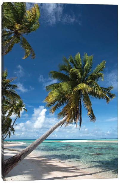 Palm Trees On The Beach, Bora Bora, Society Islands, French Polynesia I Canvas Art Print - Oceania Art