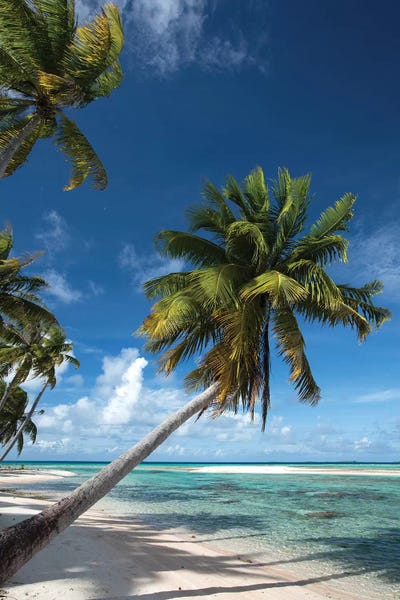 Tropical Beaches: Palm Trees On The Beach, Bora Bora, Society Islands, French Polynesia I by Panoramic Images