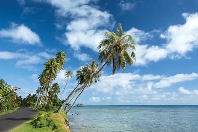 Palm Trees On The Beach, Bora Bora, Society Islands, French Polynesia II by Panoramic Images framed canvas print