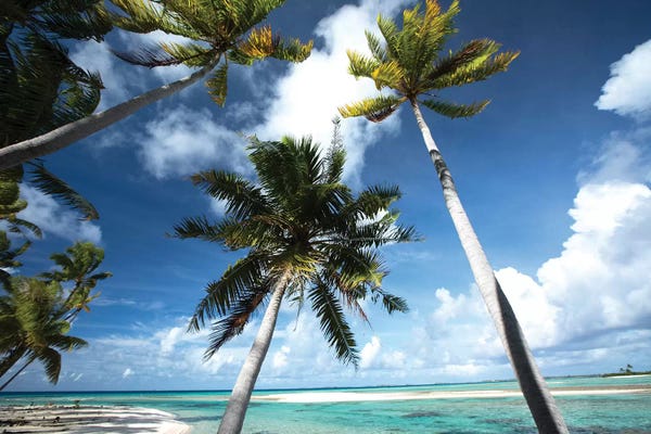 Islands: Palm Trees On The Beach, Bora Bora, Society Islands, French Polynesia III by Panoramic Images