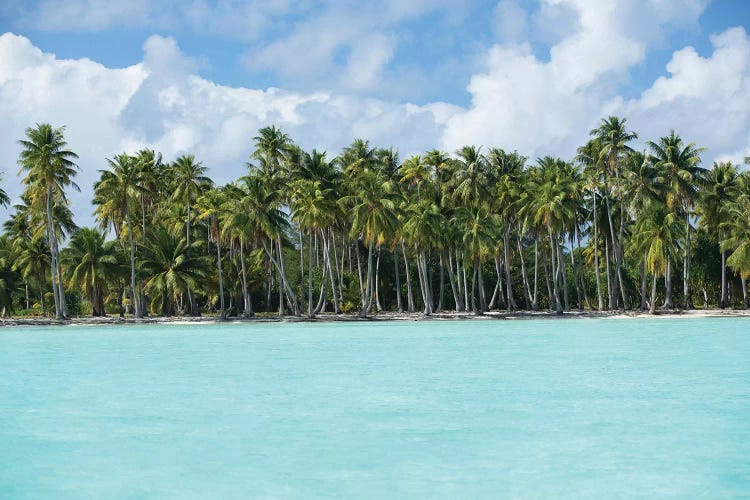 Palm Trees On The Beach, Bora Bora, Society Islands, French Polynesia IV