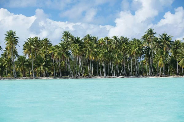 French Polynesia: Palm Trees On The Beach, Bora Bora, Society Islands, French Polynesia IV by Panoramic Images