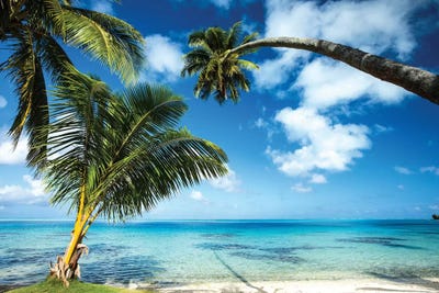 Palm Trees On The Beach, Bora Bora, Society Islands, - Canvas Wall Art